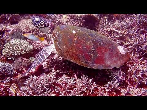 Magical Underwater World: Exploring the Sea with Enchanting Music