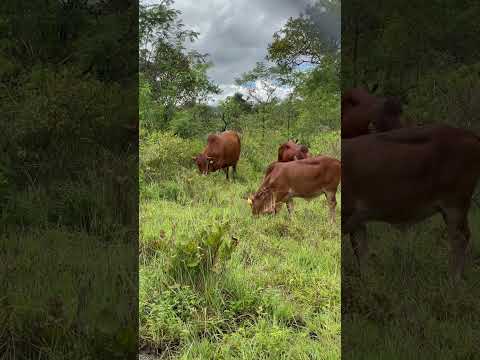 The Secret to Healthy Cows: Unleashing the Power of Free Grazing